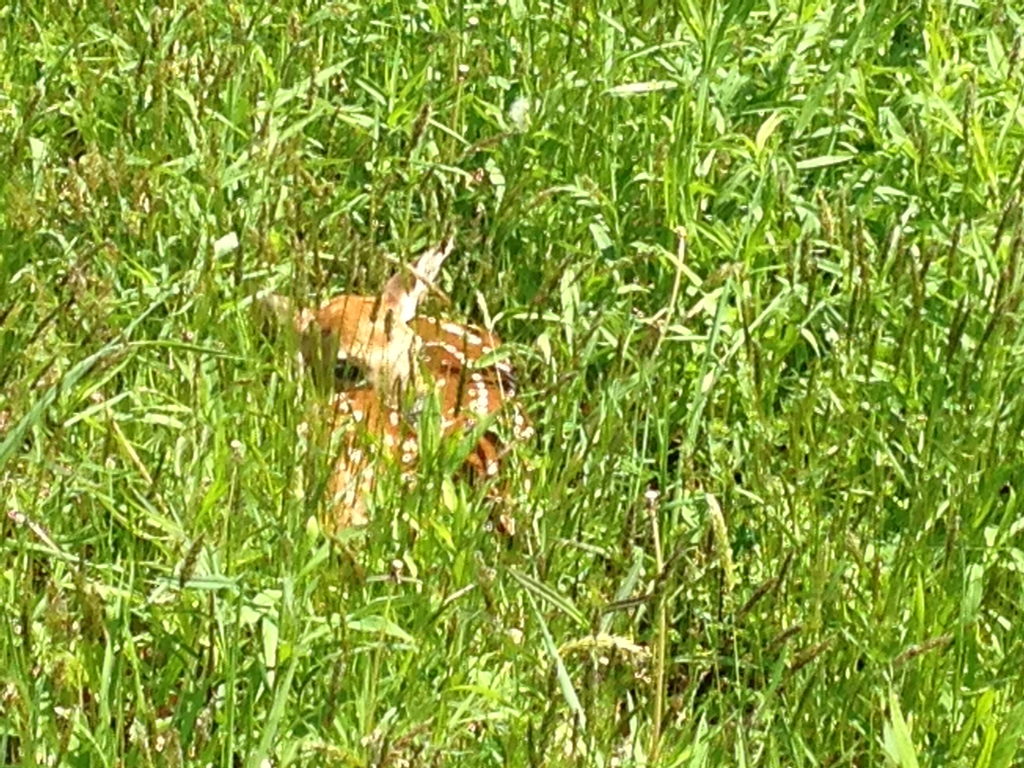 Tiny fawn on the FLT near Buttermilk (Category:  Rock Climbing)