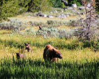 A mama black bear and three cubs!!!!! (Category:  Rock Climbing)