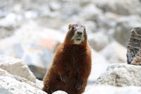 Marmot (Category:  Rock Climbing)