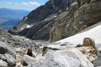 Marmot (Category:  Rock Climbing)