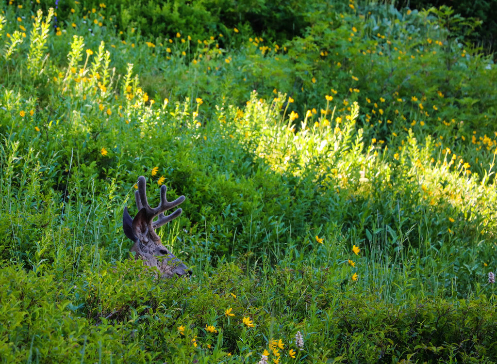 Deer (Category:  Rock Climbing)