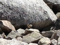 Pika (Category:  Rock Climbing)