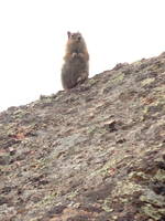 Heroic Squirrel (Category:  Rock Climbing)