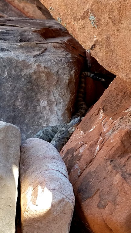 Rattlesnake! (Category:  Rock Climbing)