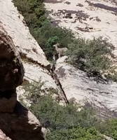 Big Horn Sheep (Category:  Rock Climbing)