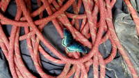 Another artistic rope picture. This time with more butterfly. (Category:  Rock Climbing)