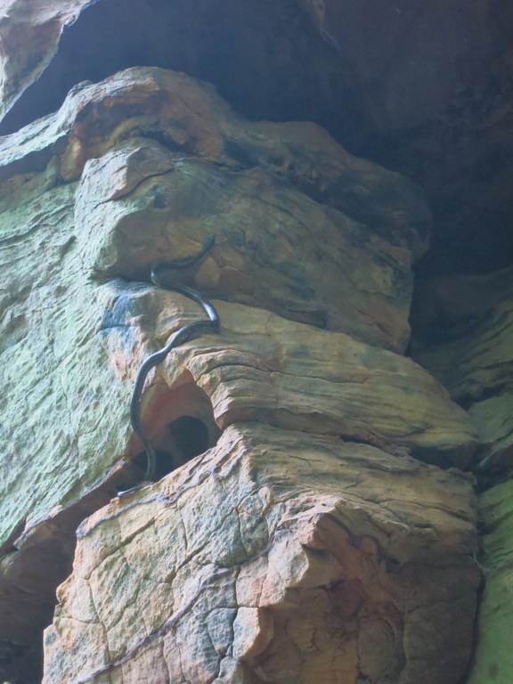 Ummm... Jefe? Ummm... that snake just crawled into a crack right next to where you are leading. Ummm... maybe it will just stay there? (Category:  Rock Climbing)