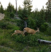 Baby deer (Category:  Rock Climbing)