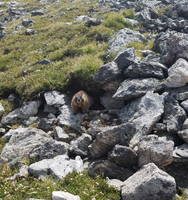 Marmot (Category:  Rock Climbing)