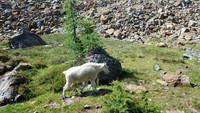 Mountain Goat! (Category:  Rock Climbing)