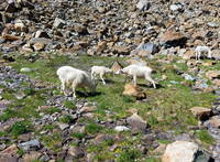 Mountain Goats! This was a group of nine. (Category:  Rock Climbing)
