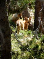 Baby Fox! (Category:  Rock Climbing)