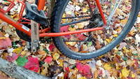 Fall colors. Don't fall bike. (Category:  Biking)