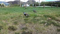 Pigeons (Category:  Backpacking)