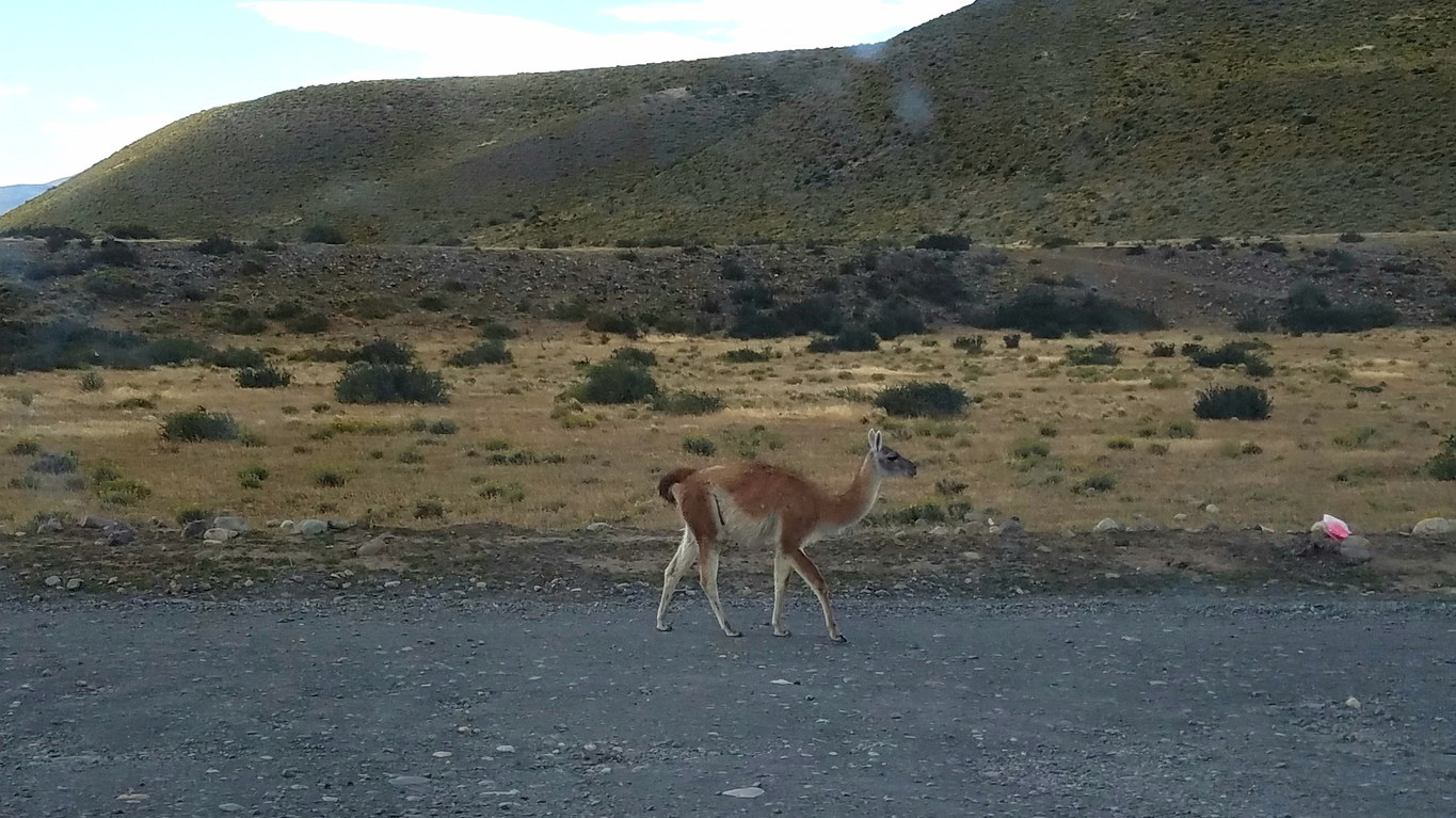 Guanaco (Category:  Backpacking)