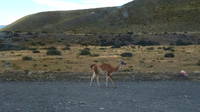 Guanaco (Category:  Backpacking)