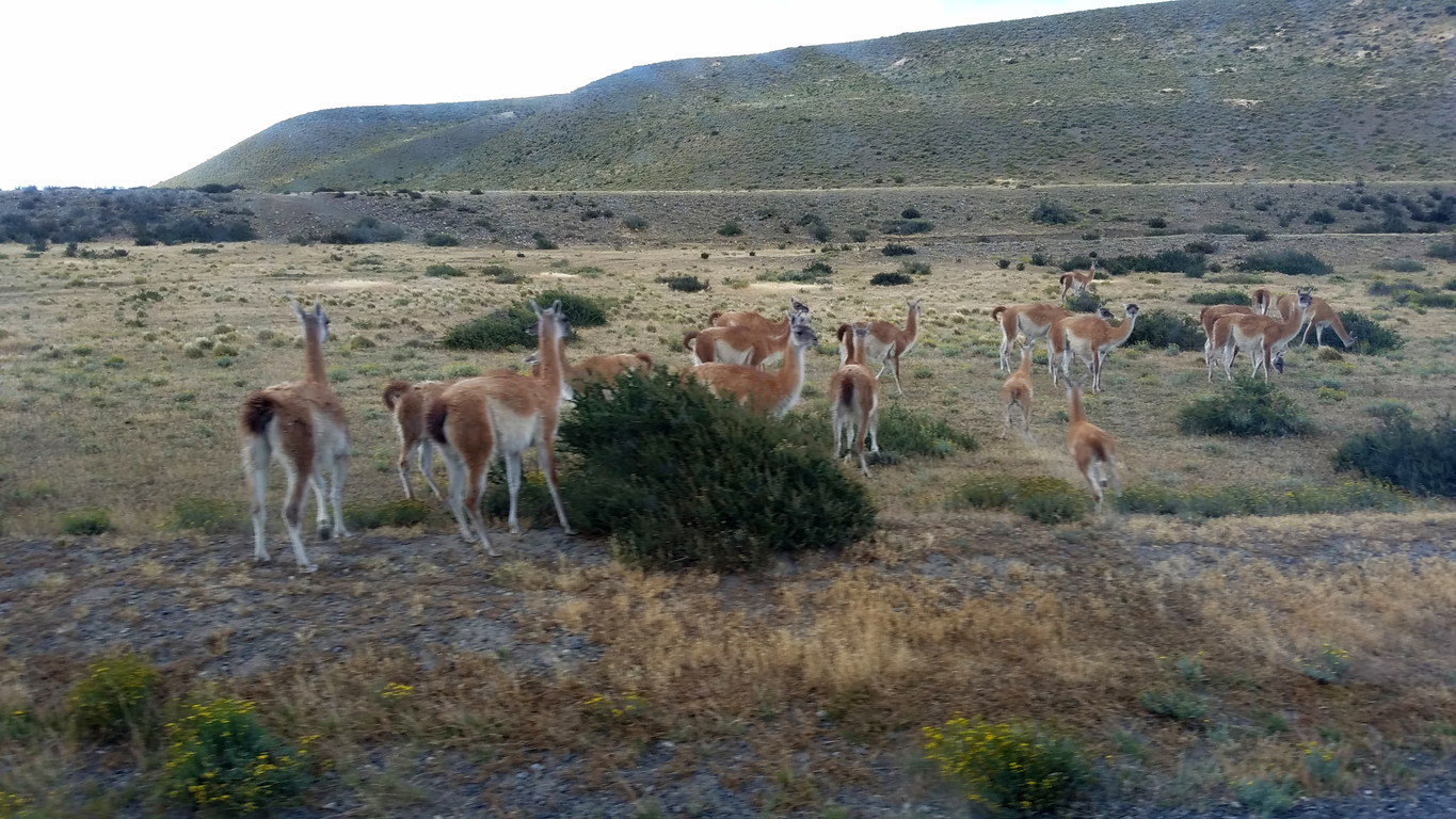 Guanacos (Category:  Backpacking)