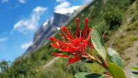 Chilean Fire Bush (Category:  Backpacking)