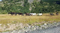 Horses (Category:  Backpacking)