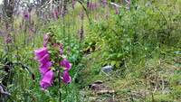 Violet Foxglove (Category:  Backpacking)