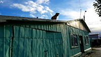 Roof woof? (Category:  Backpacking)