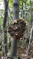 Don't trip on those mushrooms! (Category:  Backpacking)