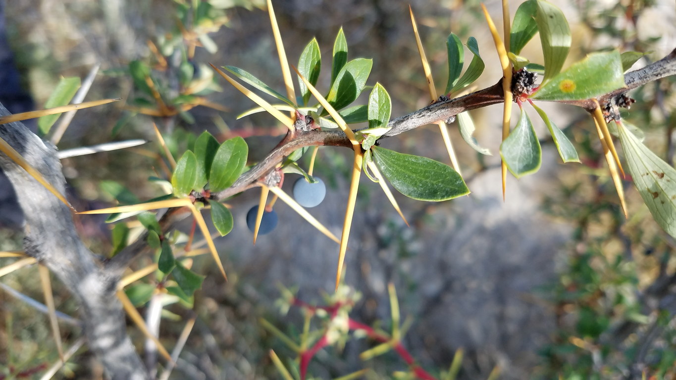 Calafate berries! (Category:  Backpacking)