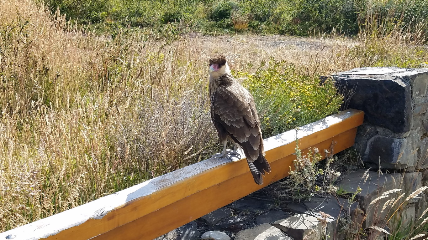 Juvenile Southern Crested Caracara (Category:  Backpacking)