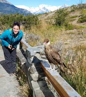 Juvenile Southern Crested Caracara (Category:  Backpacking)