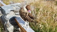 Juvenile Southern Crested Caracara (Category:  Backpacking)