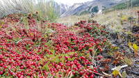 Red berries (Category:  Backpacking)