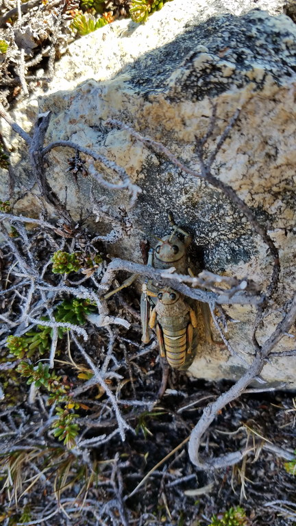 Mating grasshoppers? (Category:  Backpacking)