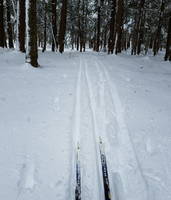 They closed Cornell for this? (Category:  Skiing)