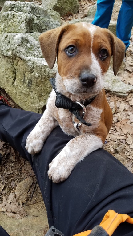 Puppy! (Category:  Rock Climbing)