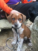 8 Weeks Old! (Category:  Rock Climbing)