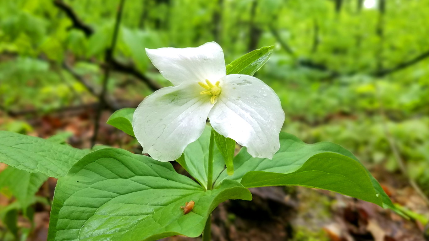 Trillium (Category:  Biking)