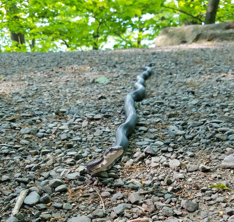 Snake (Category:  Rock Climbing)