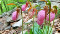 Lady Slippers (Category:  Rock Climbing)