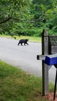 Bear! (Category:  Biking)