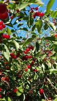 Cherries (Category:  Biking)