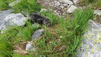 Baby marmot? (Category:  Climbing)