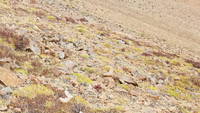 How many Ptarmigans do you see in this photo? (Category:  Climbing)