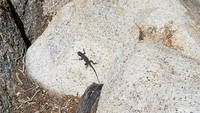 Lizard (Category:  Climbing)