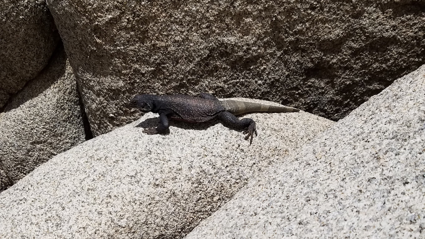 Chuckwalla (Category:  Climbing)