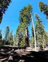 Giant Sequoias at the Trail of 100 Giants (Category:  Climbing)
