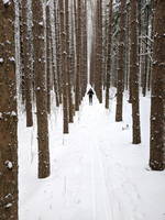 Tree grid (Category:  Skiing)