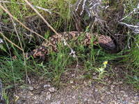 Gila Monster (Category:  Biking, Climbing)