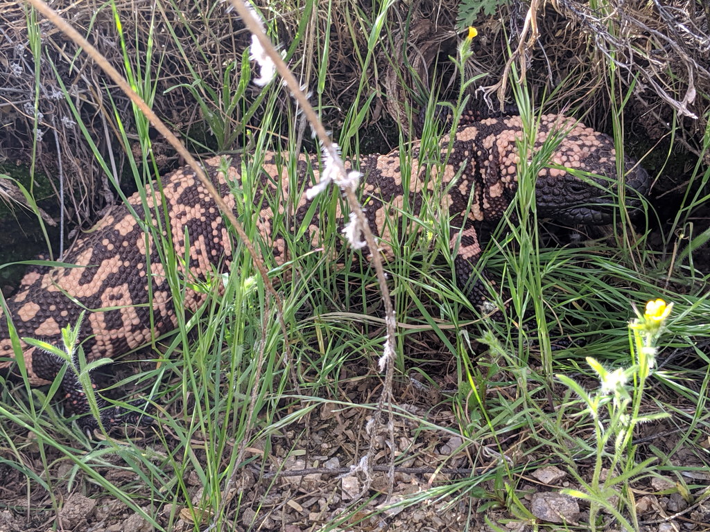 Gila Monster (Category:  Biking, Climbing)