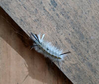 Fuzzy caterpillar (Category:  Paddling, Climbing, Biking)