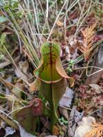 Pitcher plant (Category:  Paddling)